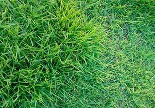 草皮价格的高低取决于外界哪些因素